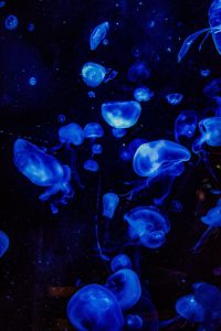  About the Blue Button Jellyfish